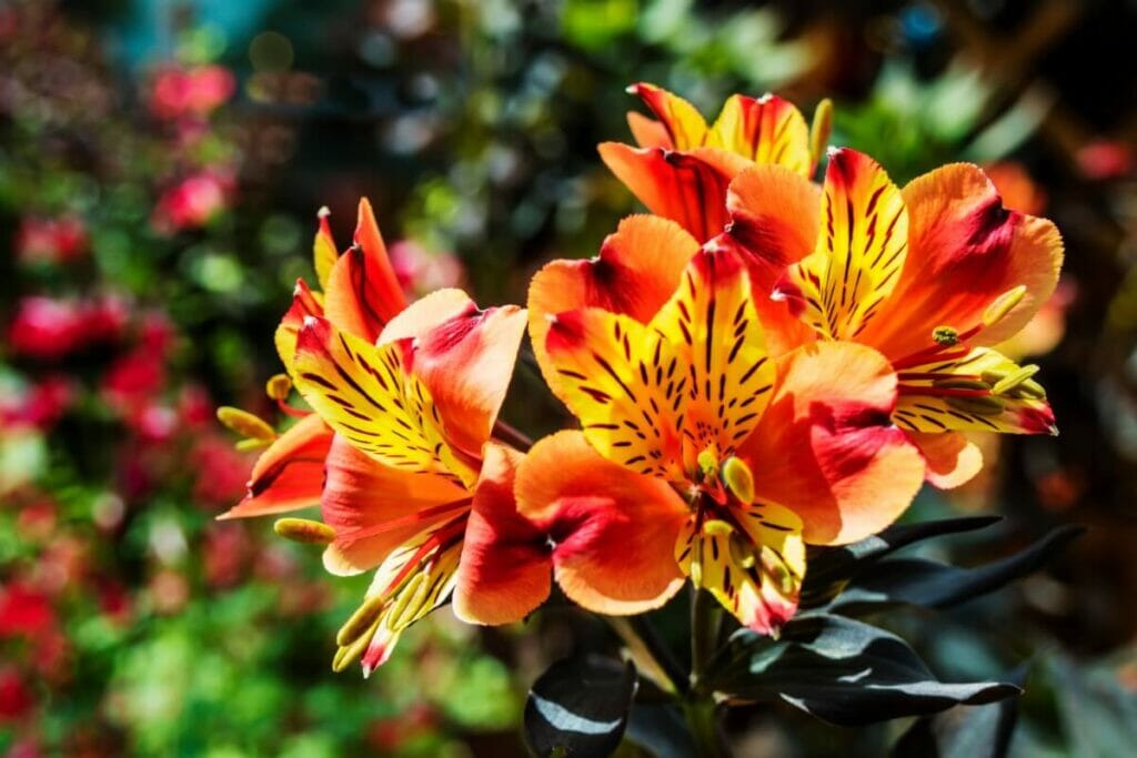 Alstroemeria (Alstroemeria spp.)