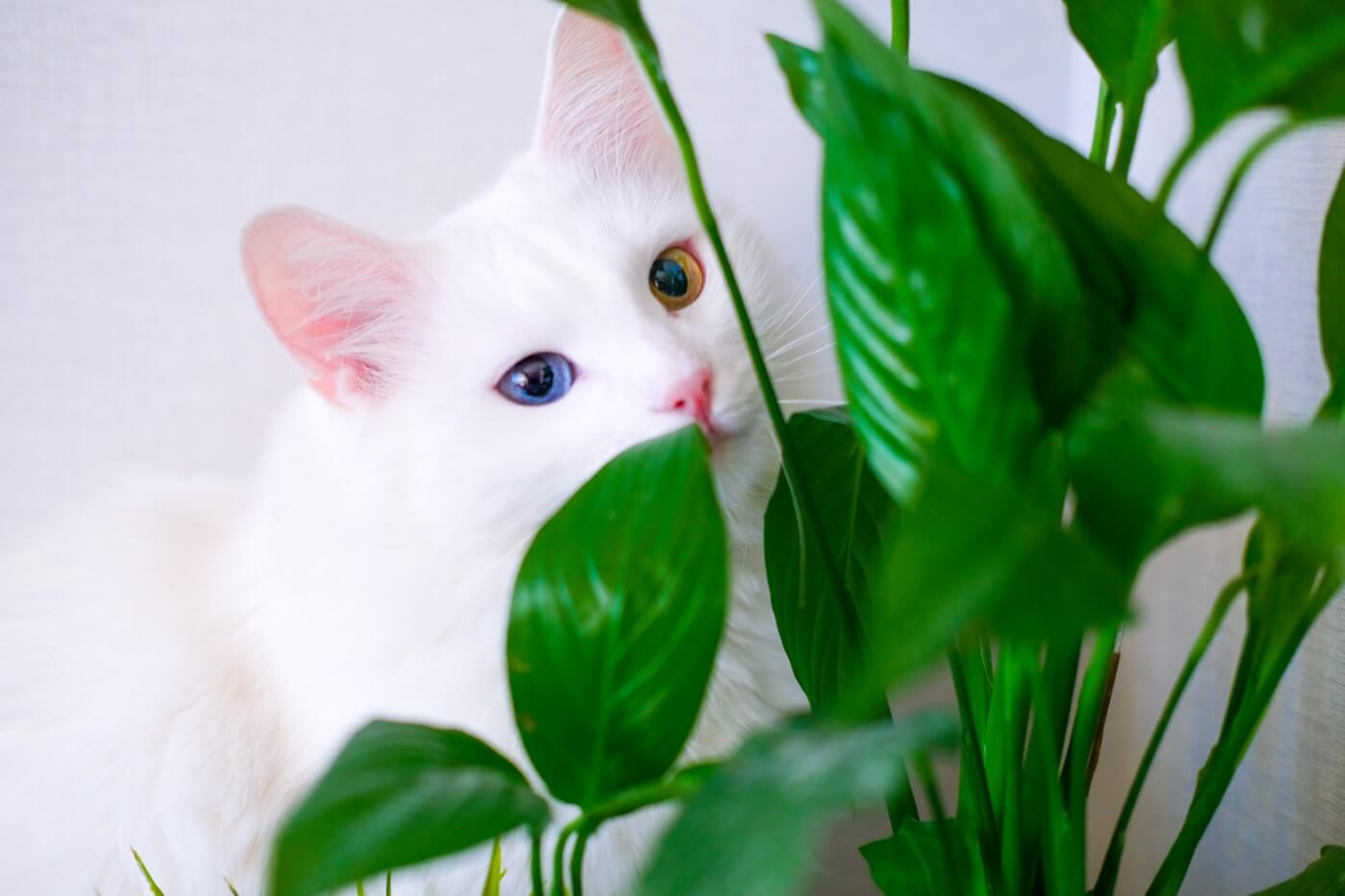 Are Peace Lily Plants Toxic to Humans and Pets