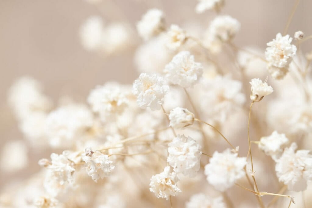 Baby's Breath
