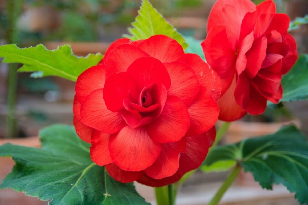 75 Types Of Red Flowers With Names And Photos 75 Types Of Red Flowers With Names And Photos