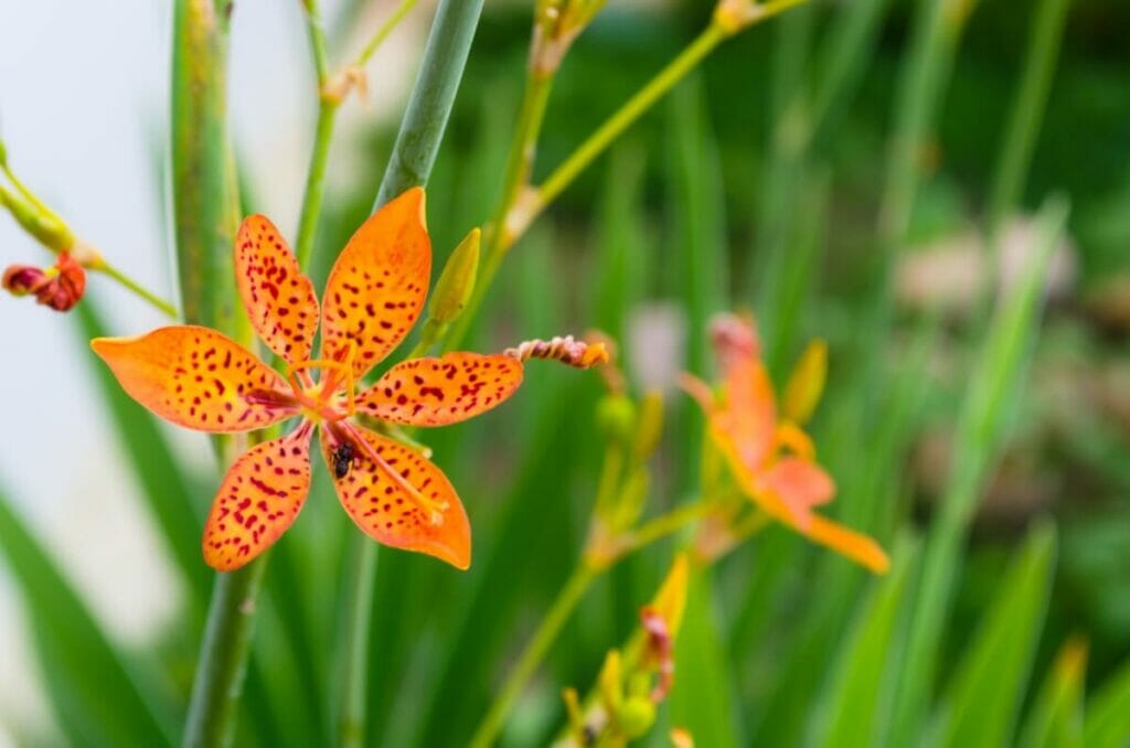 Blackberry Lily (Iris domestica) are beautiful types of oranges flowers