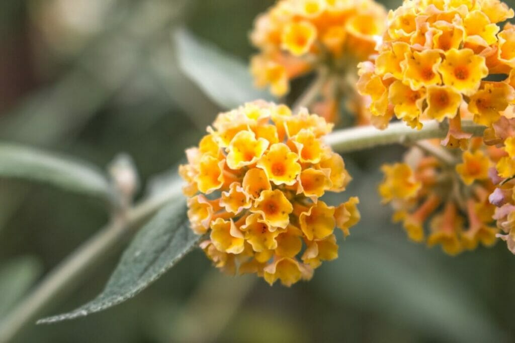 Butterfly Bush (Buddleja globosa)