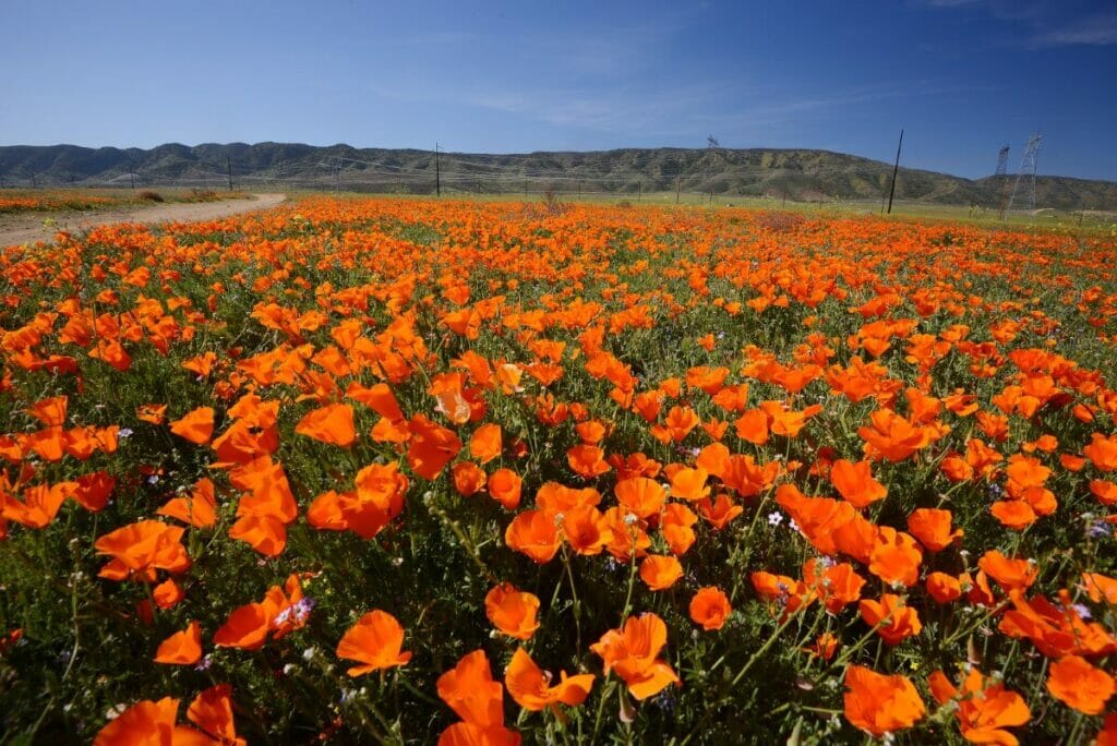 California poppy (Eschscholzia californica) are beautiful types of oranges flowers