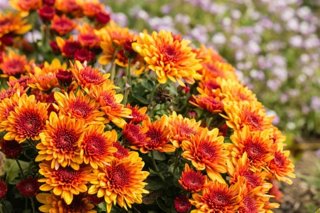 Chrysanthemum (Chrysanthemum spp.) are beautiful types of oranges flowers