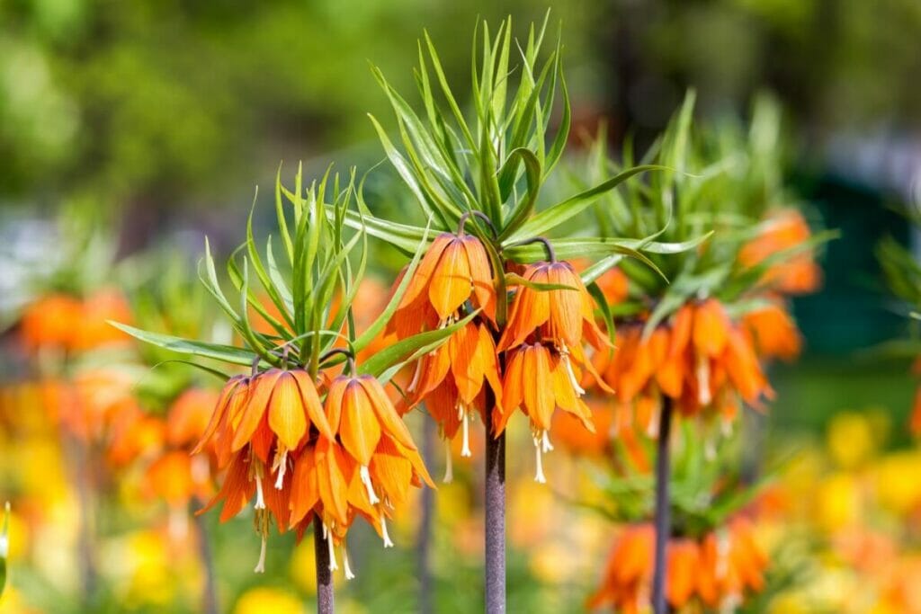 Crown Imperial (Fritillaria imperialis) are stunning types of oranges flowers