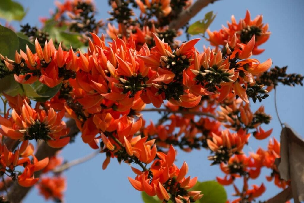 Flame of the Forest (Butea frondosa)