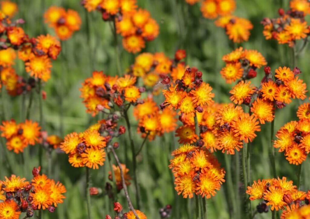 Hawkweed (Hieracium aurantiacum)