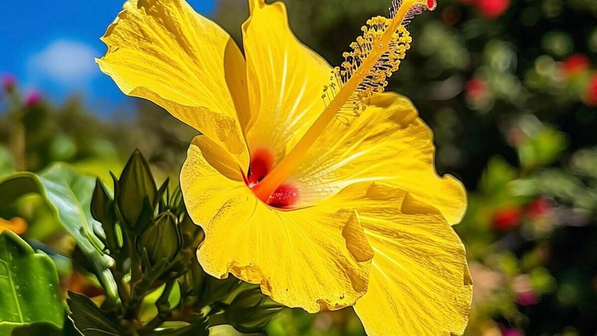 The Hibiscus Flower: Meaning, Symbolism, and Folklore - Petal Republic