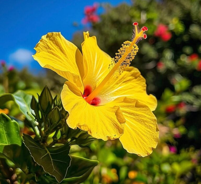 A bright yellow hibiscus flower in bloom
