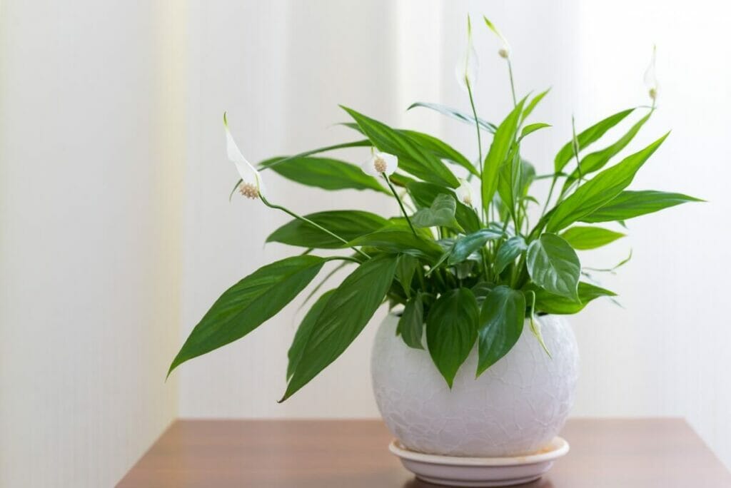 How Do You Shape Peace Lily Plants?