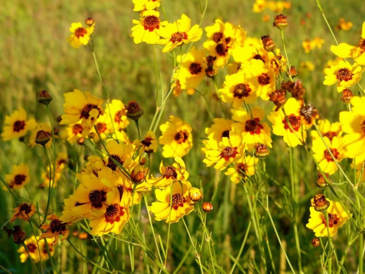 30 Stunning Native Mexican Flowers With Photos