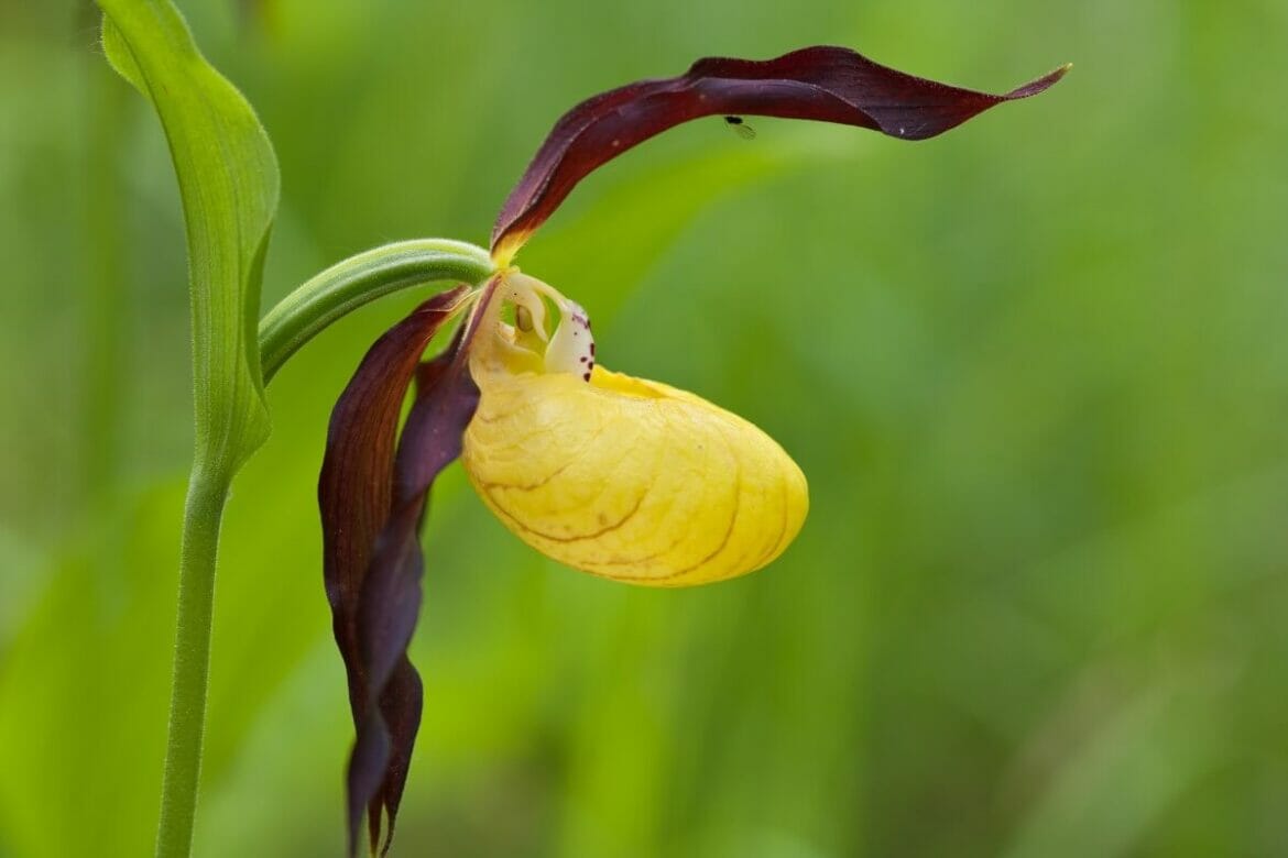 30 Stunning Native Mexican Flowers With Photos