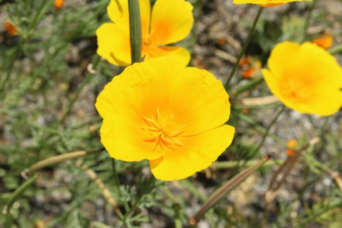 30 Stunning Native Mexican Flowers With Photos