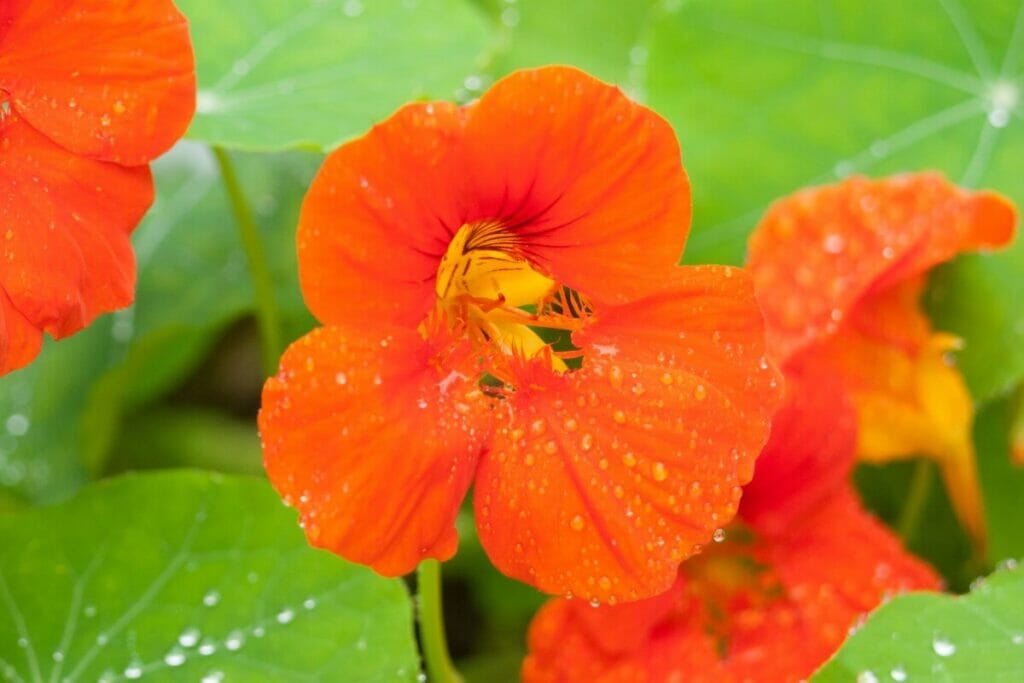 Deep orange Nasturtium flowers in bloom