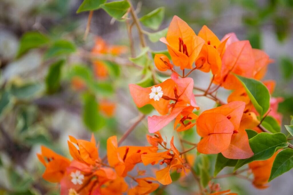Orange Bougainvillea (Bougainvillea x buttiana) are beautiful types of oranges flowers