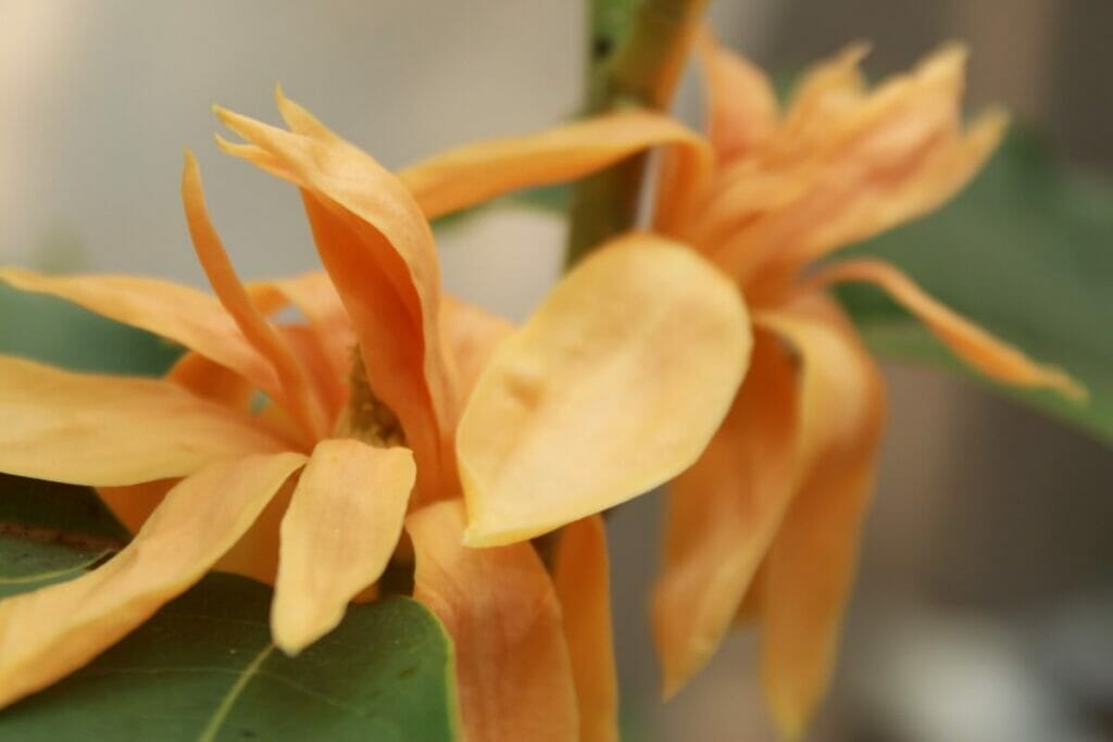 Orange Champaca Tree (Michelia Champaca)