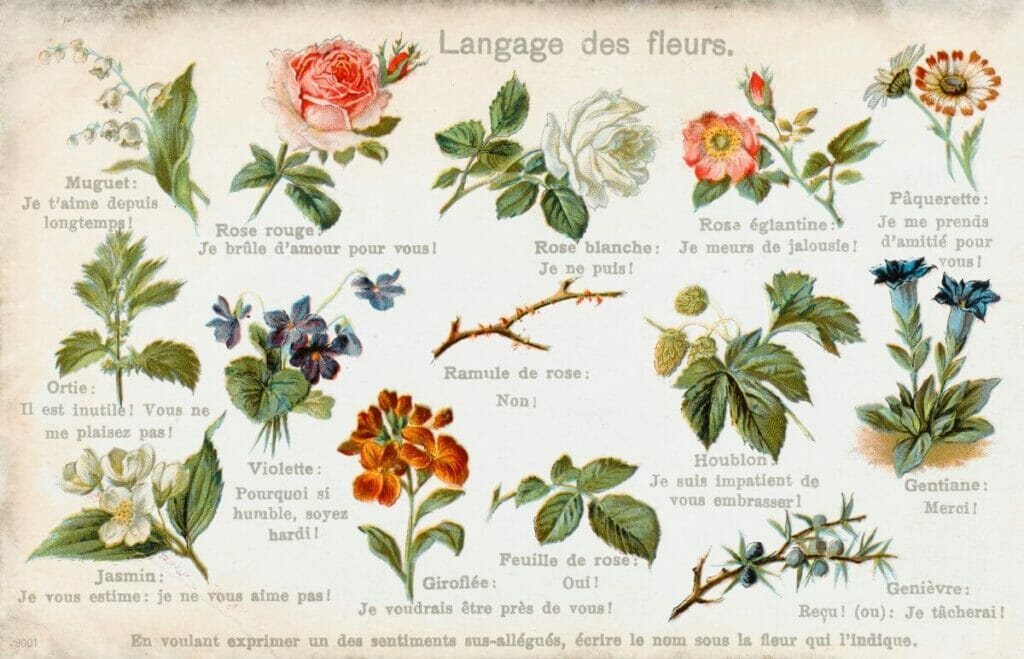 A poster showcasing an array of flowers and their meaning in the Victorian language of flowers