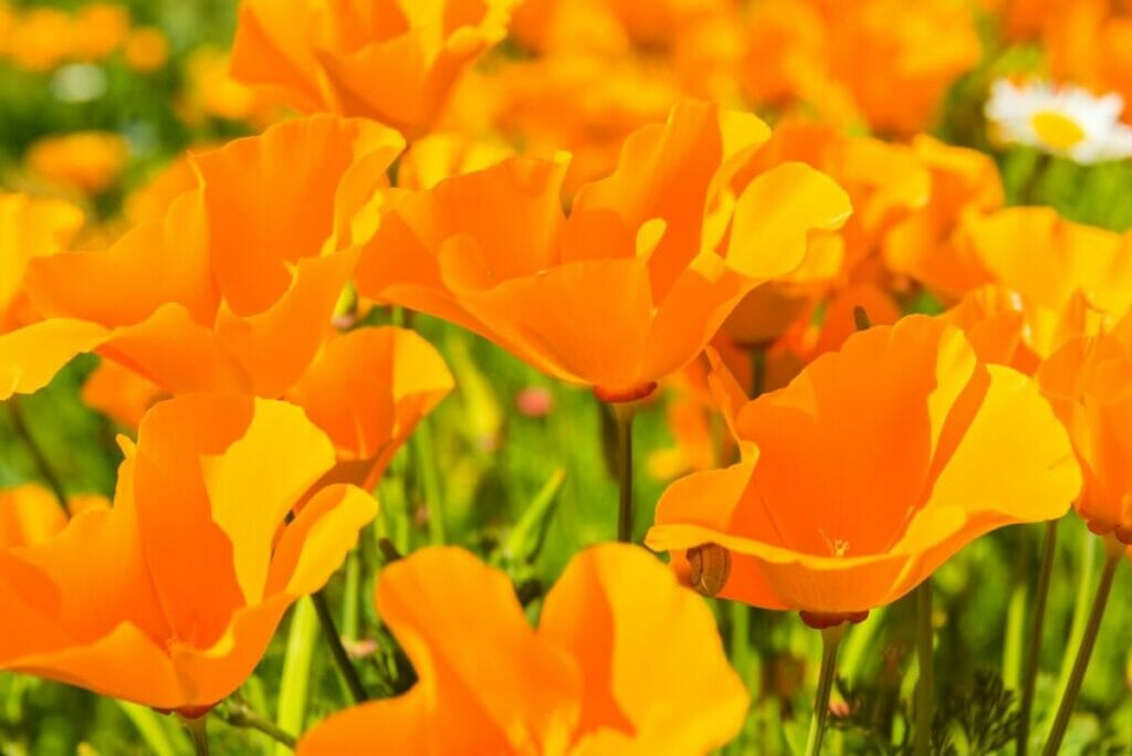 Orange Poppies (Papaver orientale) are beautiful types of oranges flowers