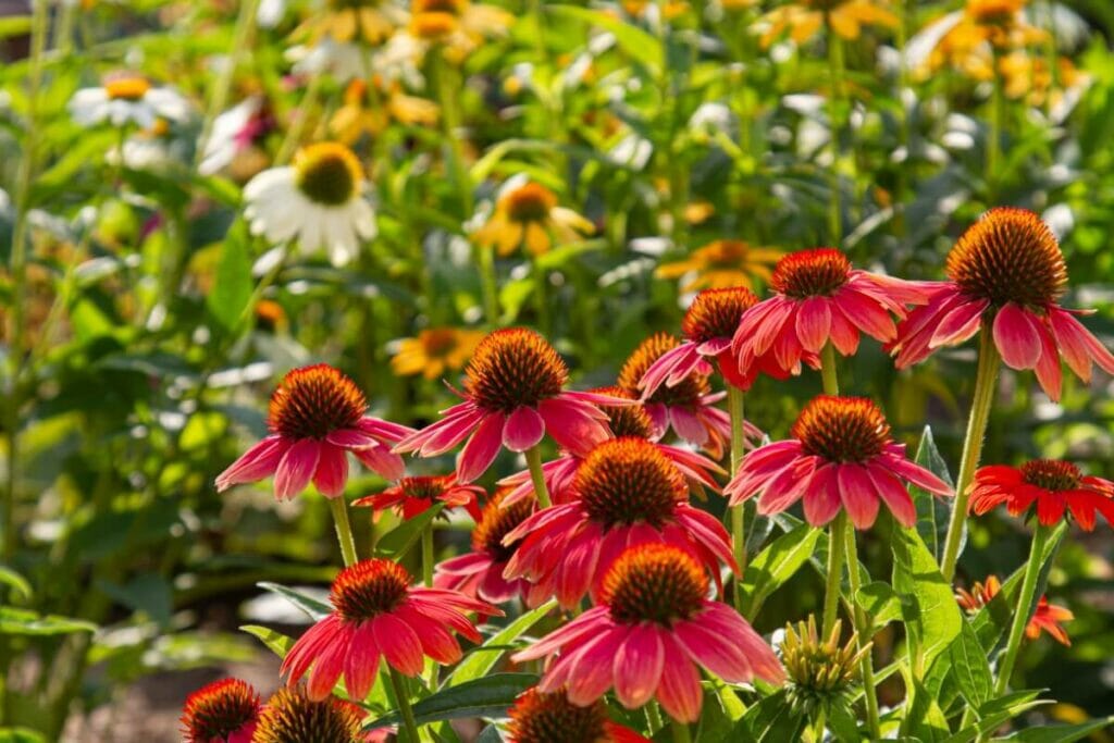 Popular Types, Species, and Cultivars