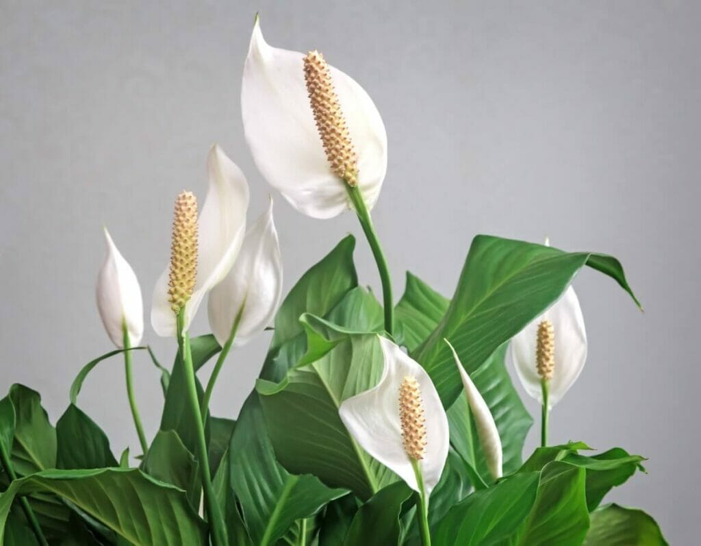 Popular Types, Species, and Cultivars