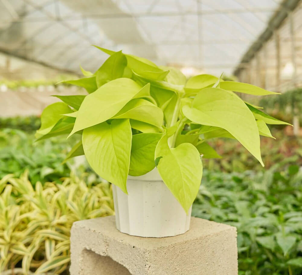 Where to Find the Best Pothos Plants for Sale (12 Best Options) Petal