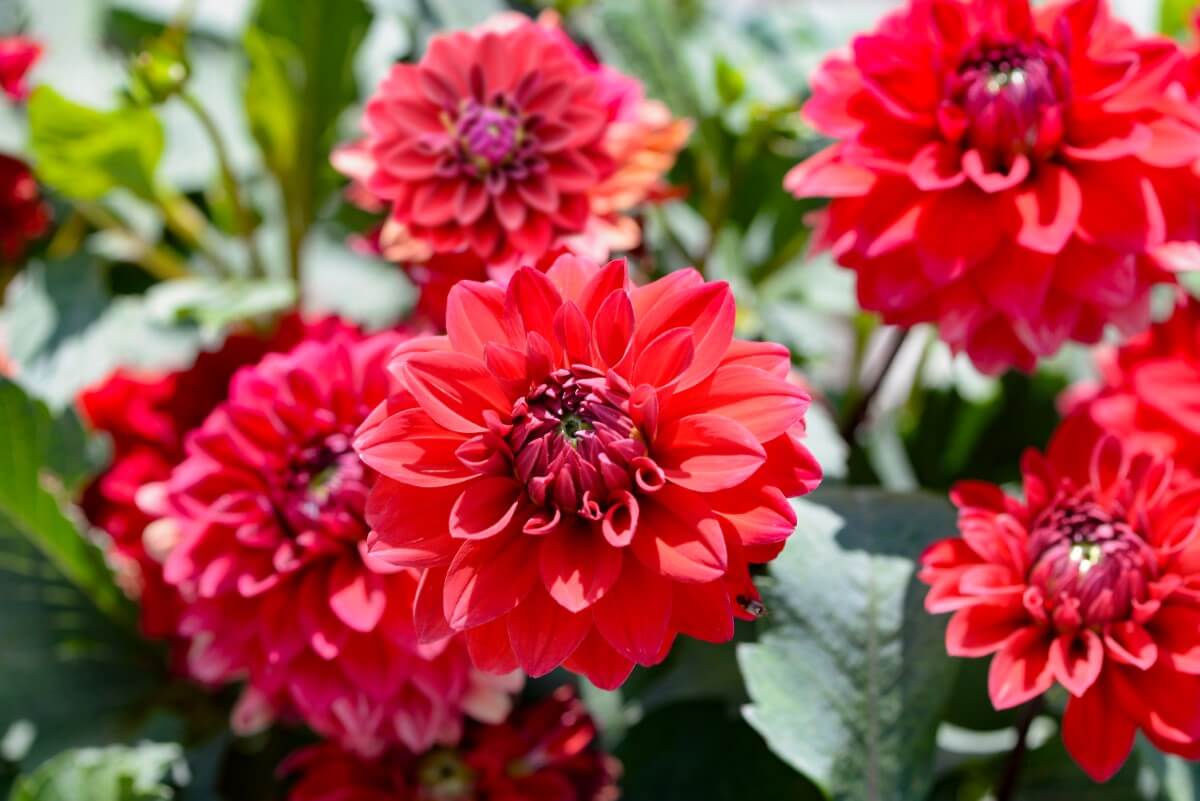 75 Types of Red Flowers With Names and Photos