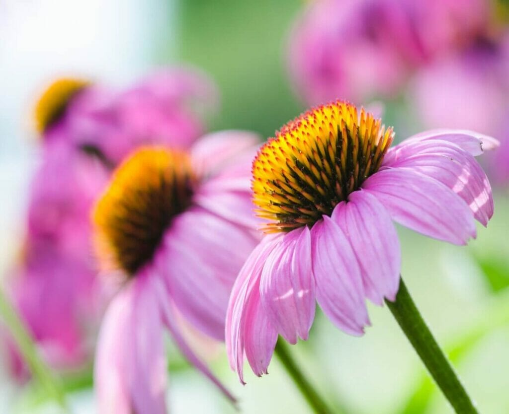 Suitable Gifting Occasions for Coneflowers