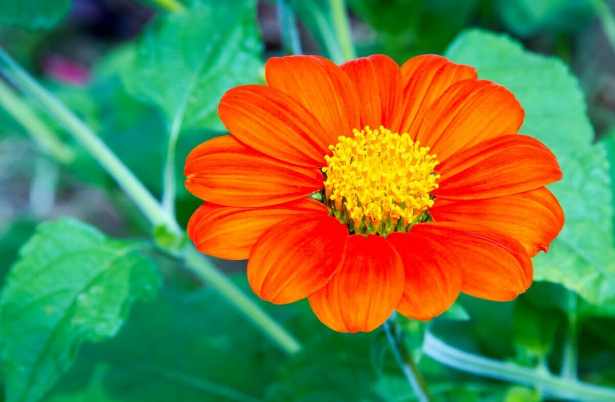 75 Types of Orange Flowers With Photos