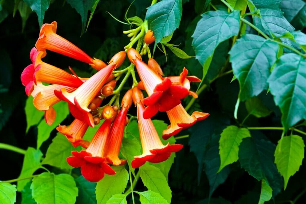 Trumpet Vine (Campsis radicans)