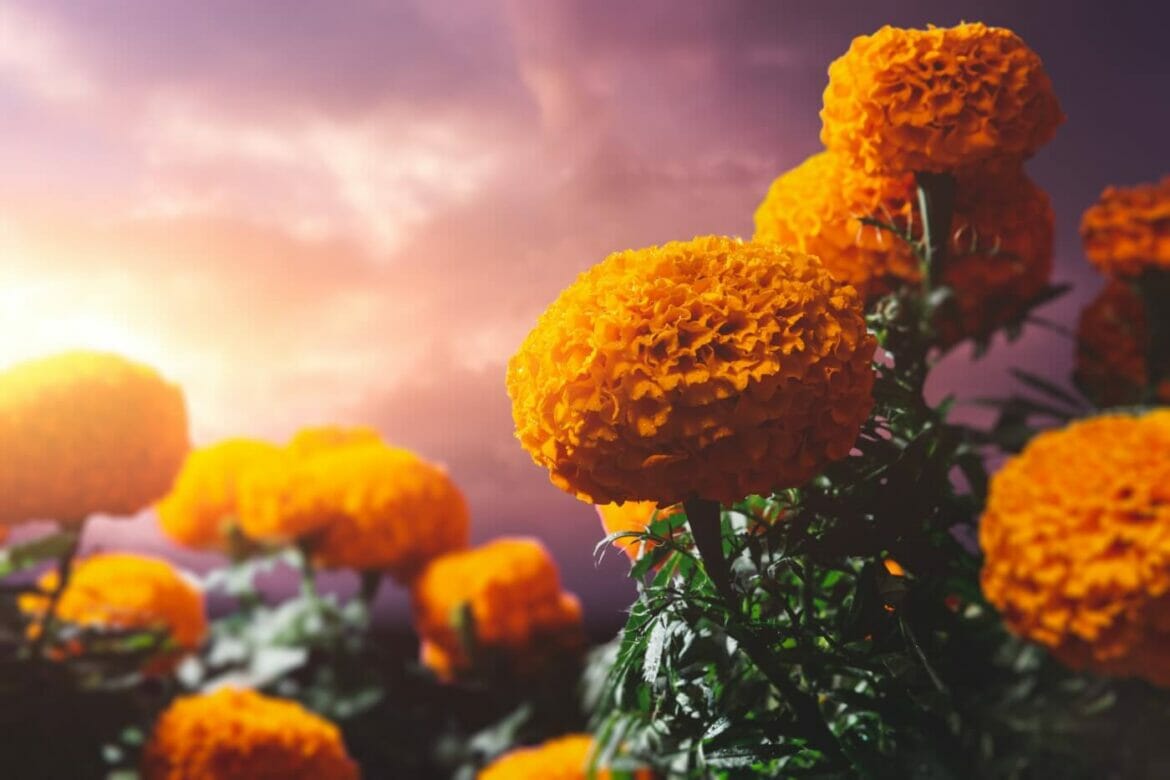 Ultimate Guide to Day of the Dead Flowers (Día de los Muertos) Petal