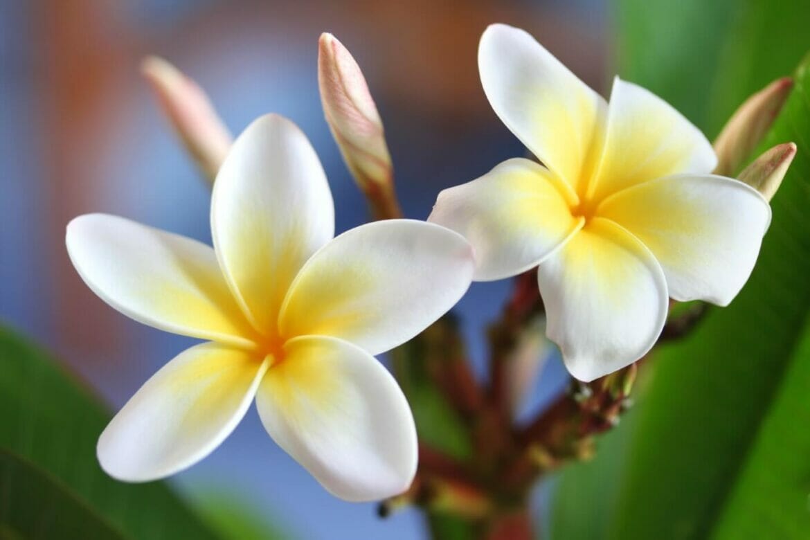 Frangipani's Hidden Messages A Deep Dive into Plumeria Symbolism