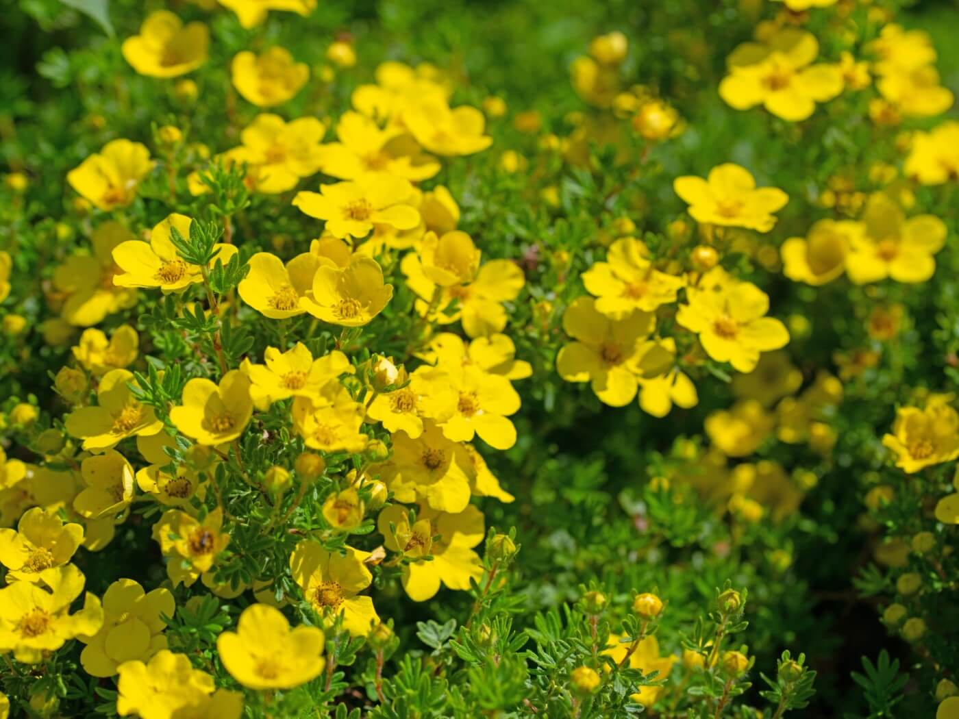 Ultimate Guide to Potentilla Meaning and Symbolism