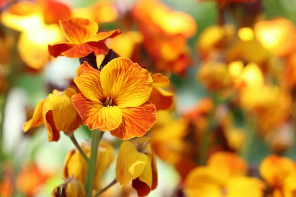 Wallflower (Erysimum capitatum) are beautiful types of oranges flowers
