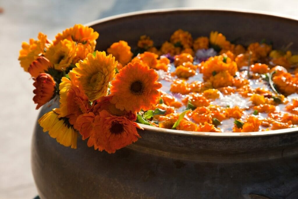 Bright orange flower heads in a bowl of water