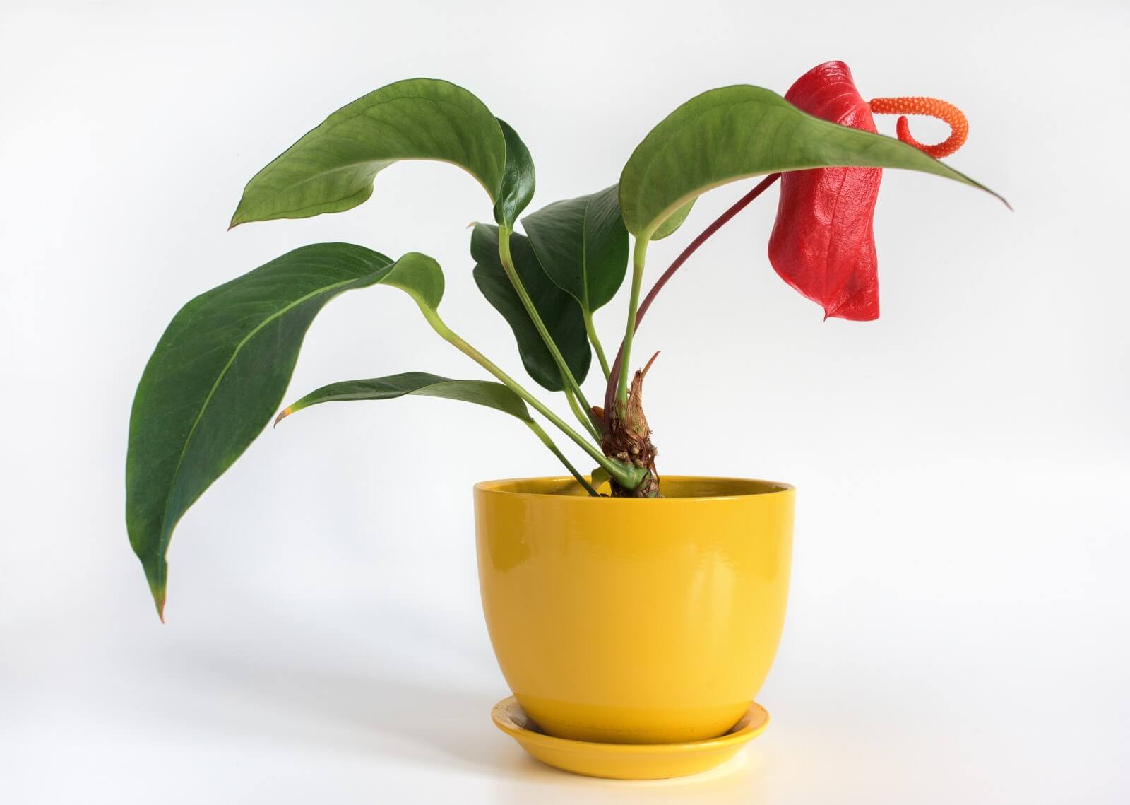 11 Reasons Your Anthurium Plant is Drooping1