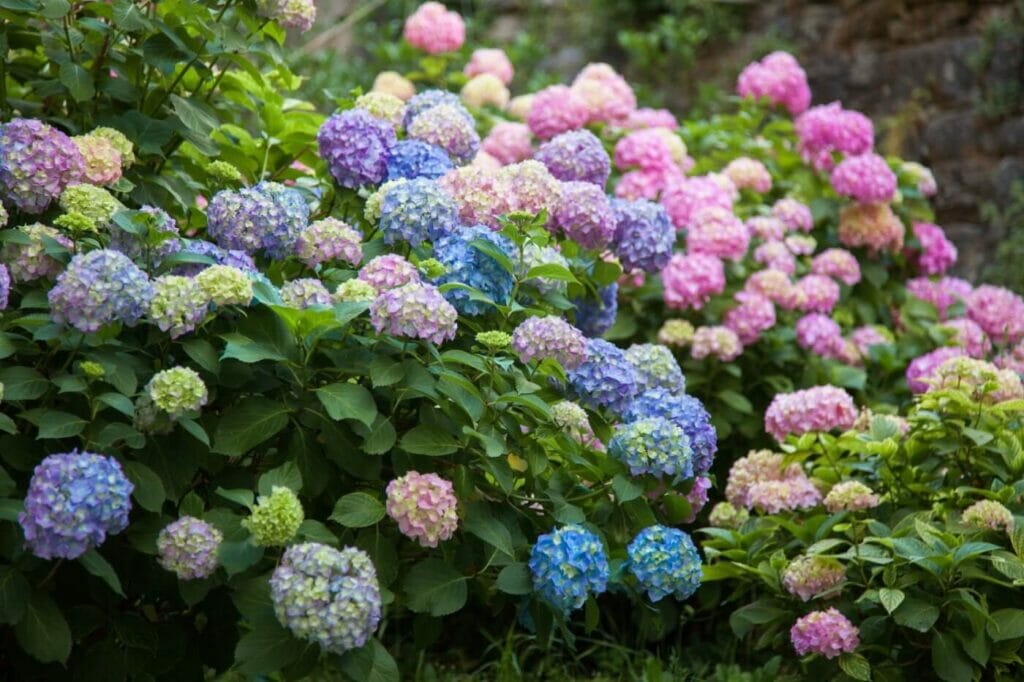 15 Amazing Uses and Benefits of Hydrangeas Petal Republic