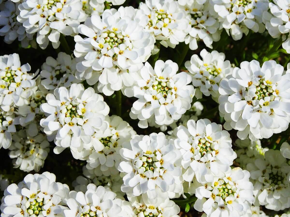 Significado de la flor de Candytuft en el lenguaje de las flores 2024