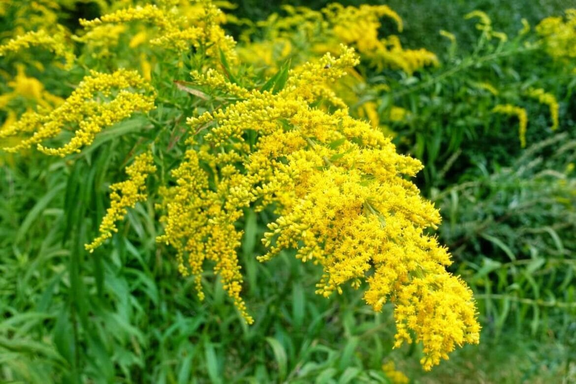 Ultimate Guide to Hanakotoba: The Japanese Language of Flowers - Petal ...