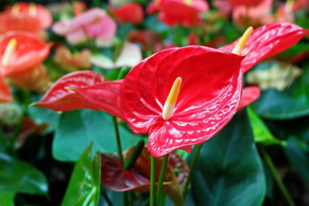 Anthurium