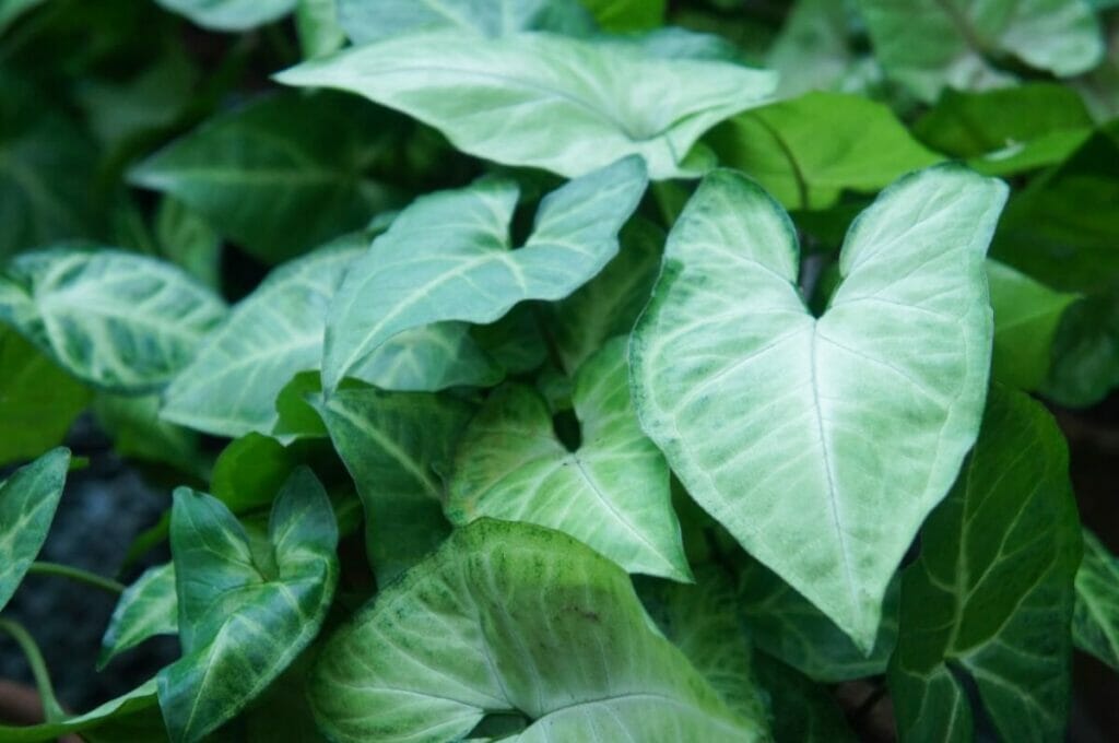 Arrowhead Plant (Syngonium podophyllum)
