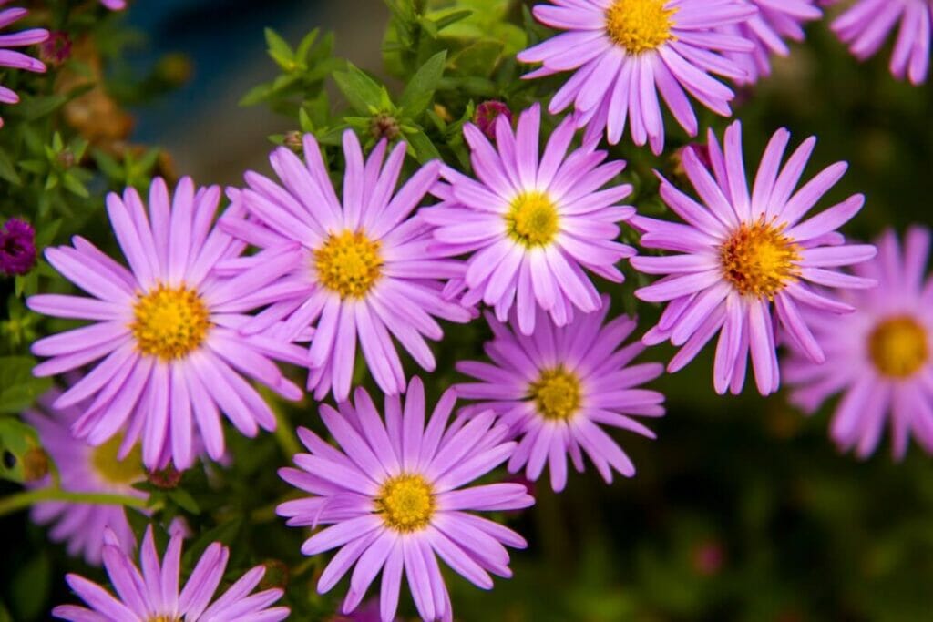 Aster (Shion)