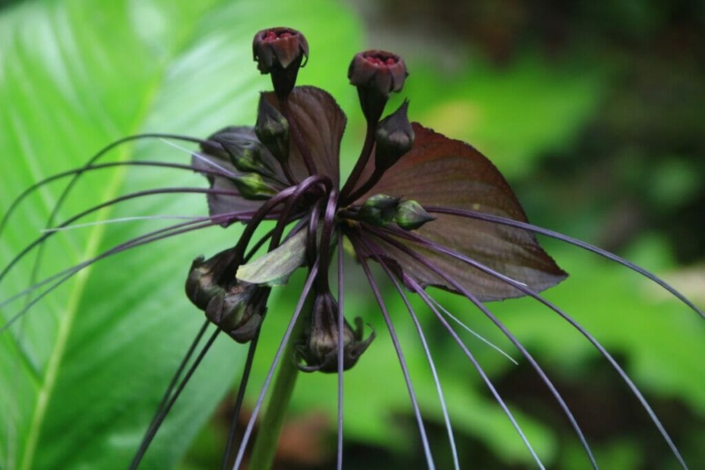 Black Bat Flower (Tacca chantrieri)