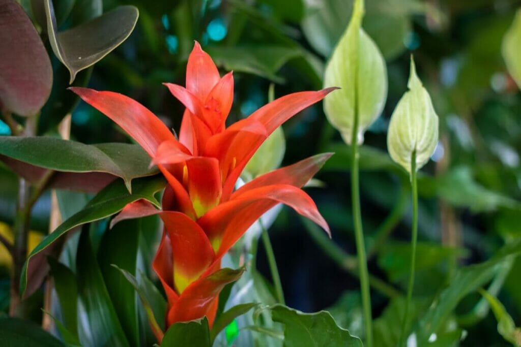 Bromeliads