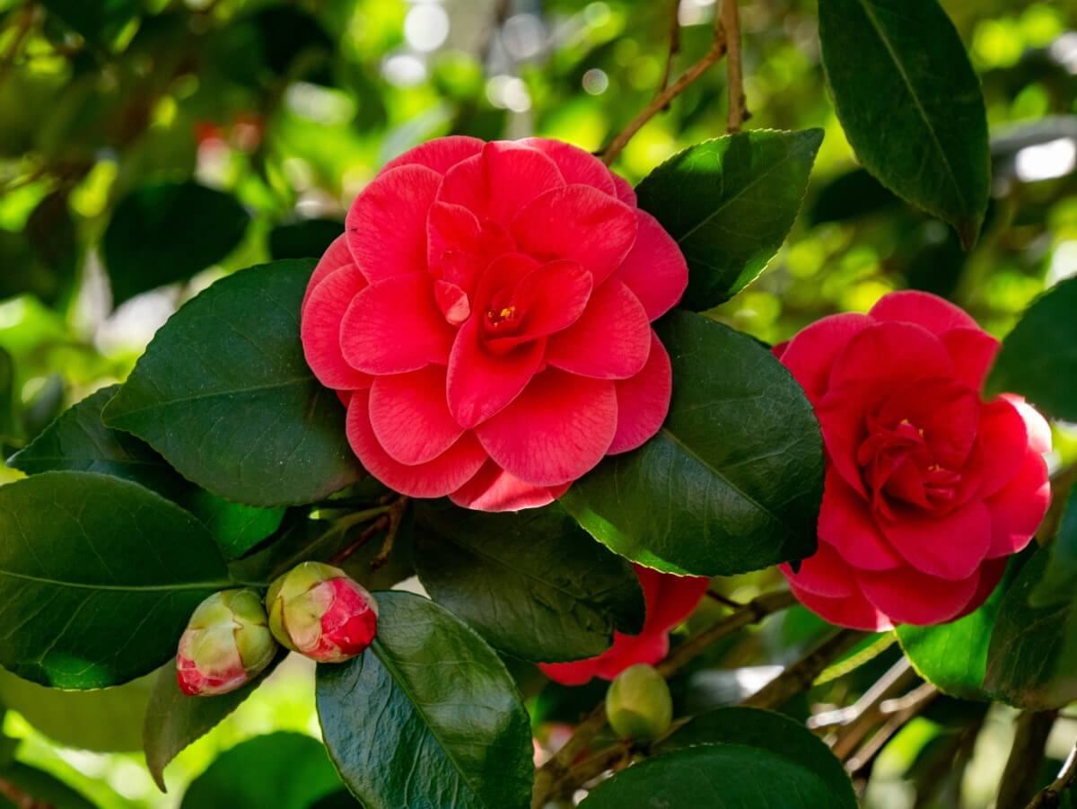 The 25 Rarest Flowers in the World Petal Republic