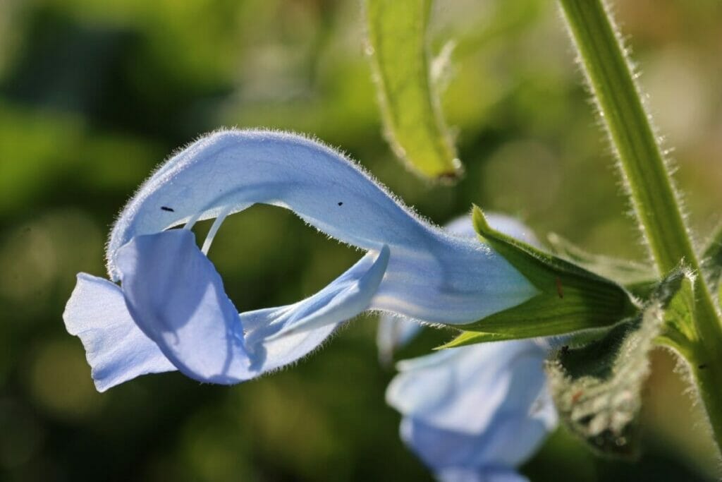 Cayman Sage (Salvia caymanensis)