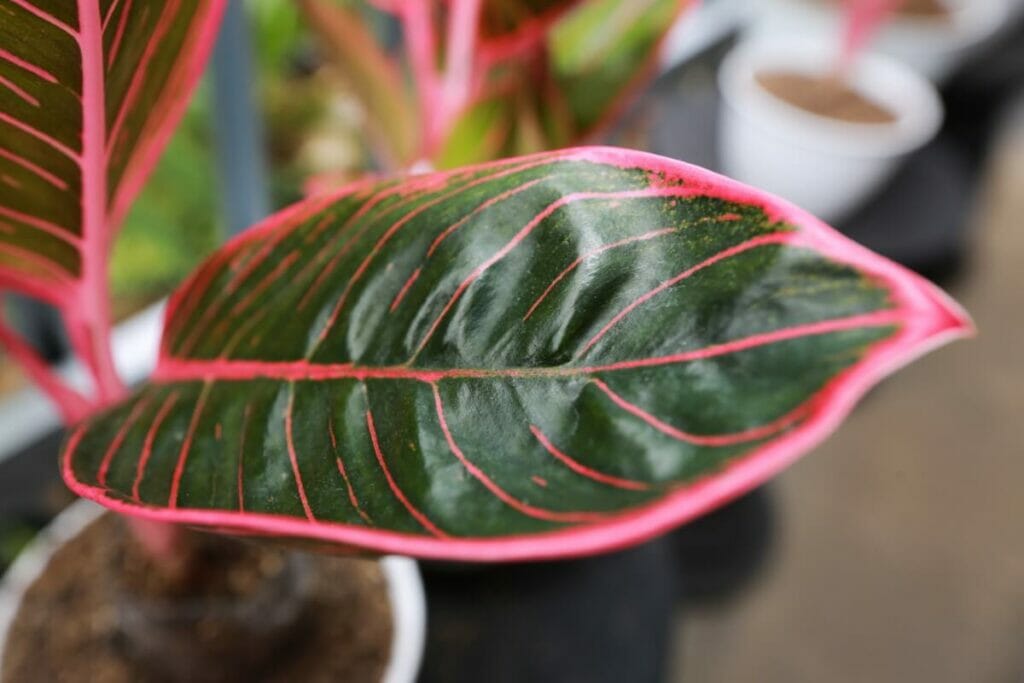 Chinese Evergreen (Aglaonema spp.)