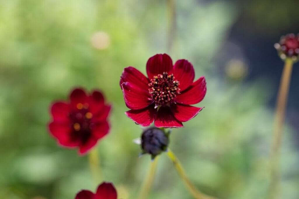 Chocolate Cosmos (Cosmos astrosanguineus)