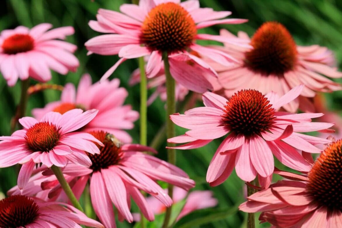 15 Amazing Uses and Benefits of Coneflowers (Echinacea) Petal Republic