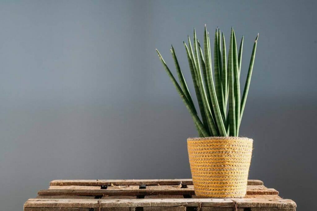 Cylindrical Snake Plant (Sansevieria cylindrica)