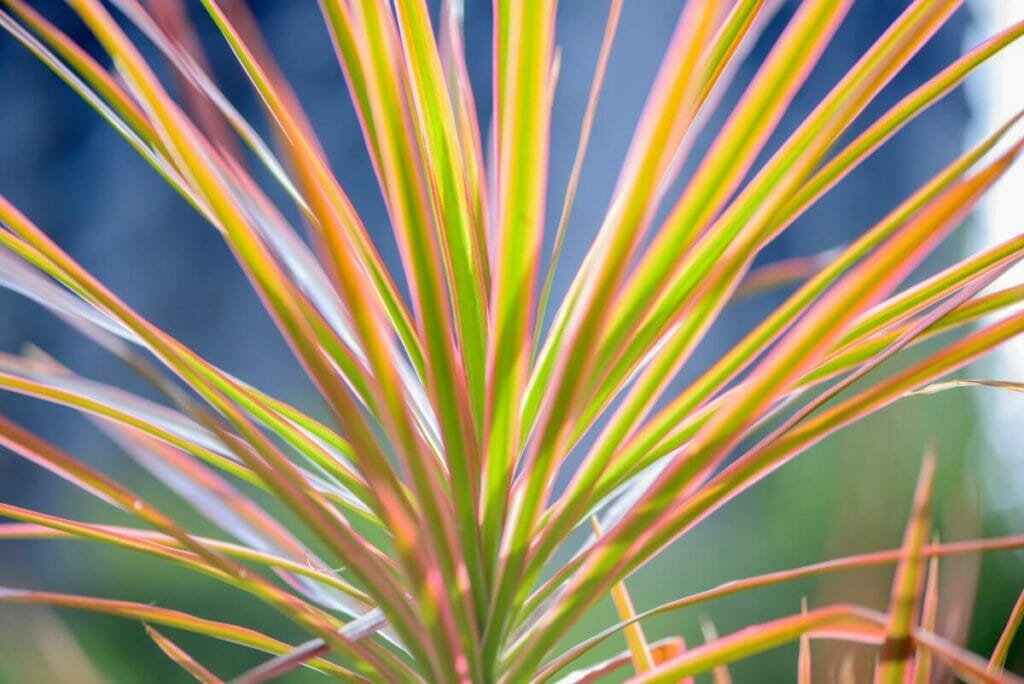 Dragon Tree (Dracaena marginata)